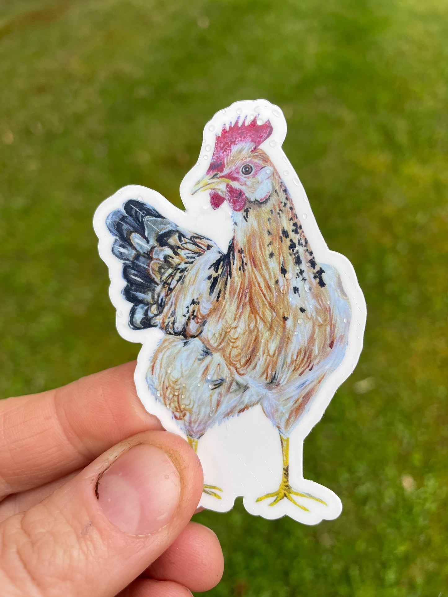 Chicken Vinyl Sticker