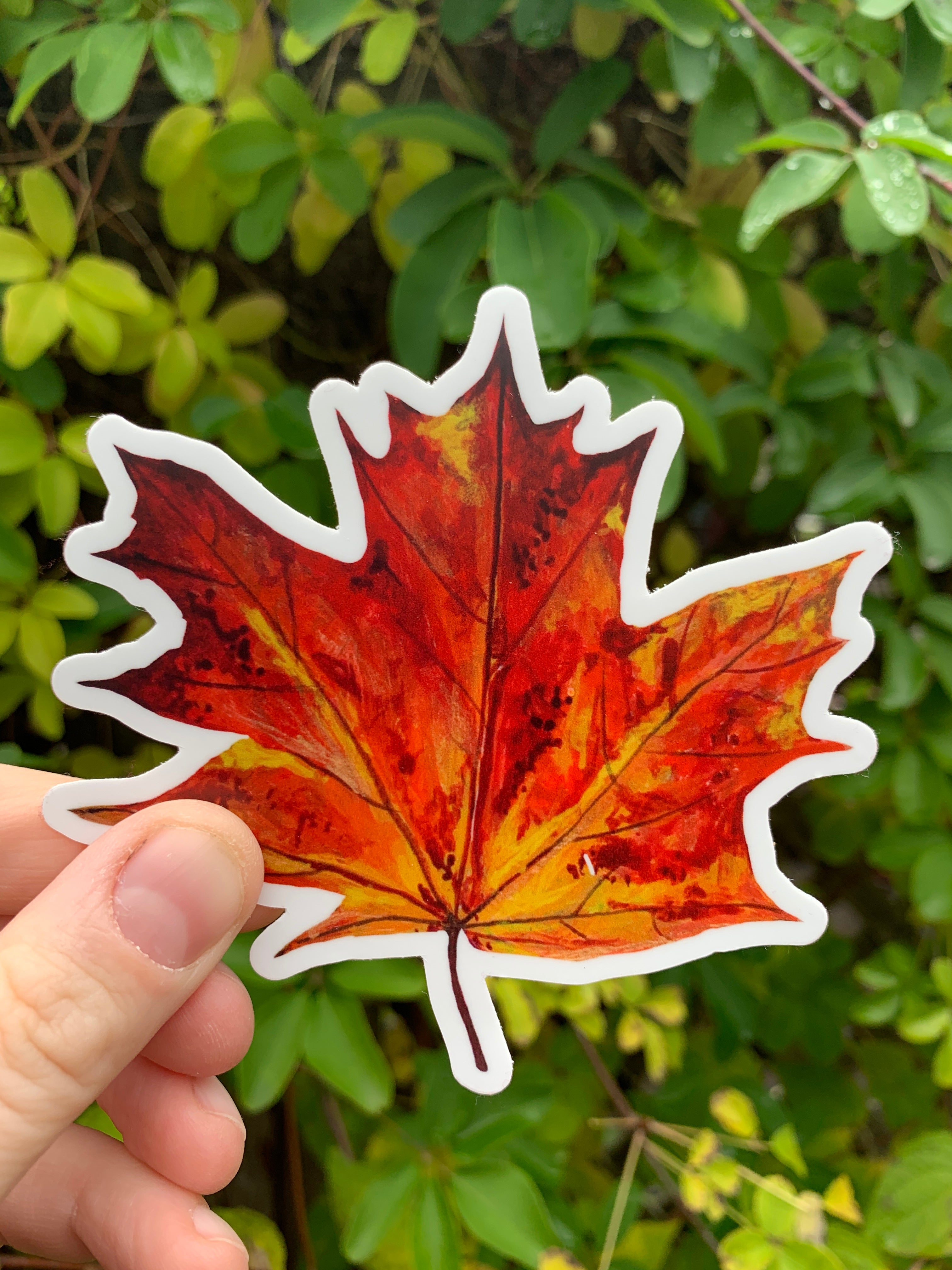 Red Maple Leaf Vinyl Sticker – Willough Designs