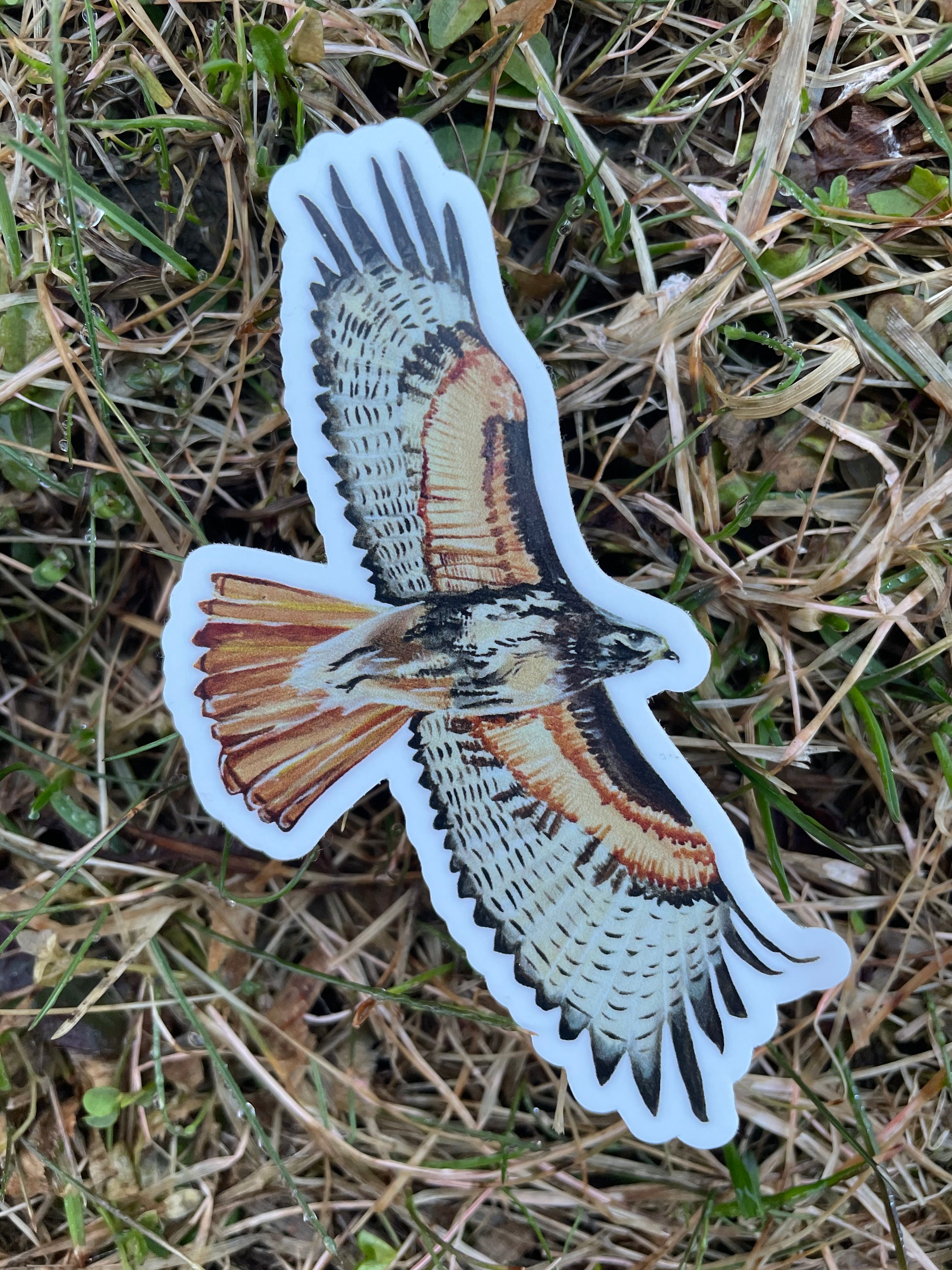 Red Tailed Hawk Vinyl Sticker – Willough Designs