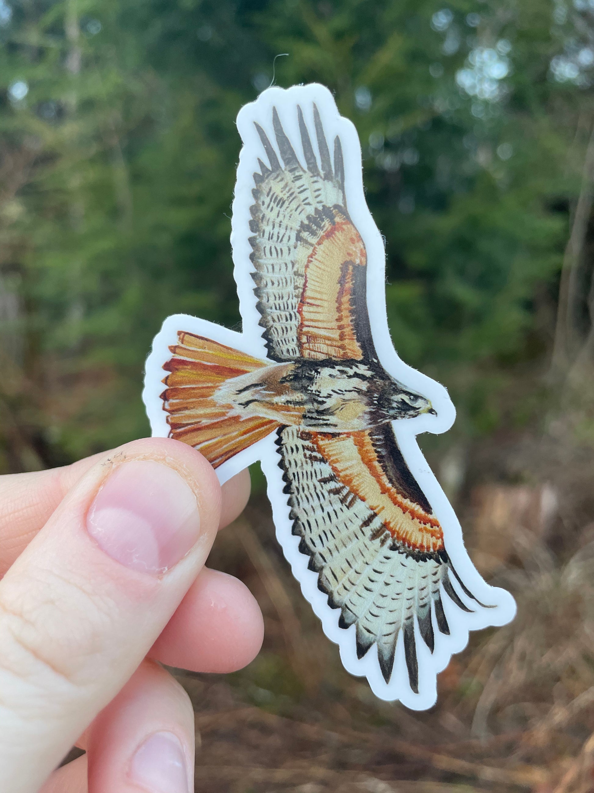 Red Tailed Hawk Vinyl Sticker – Willough Designs